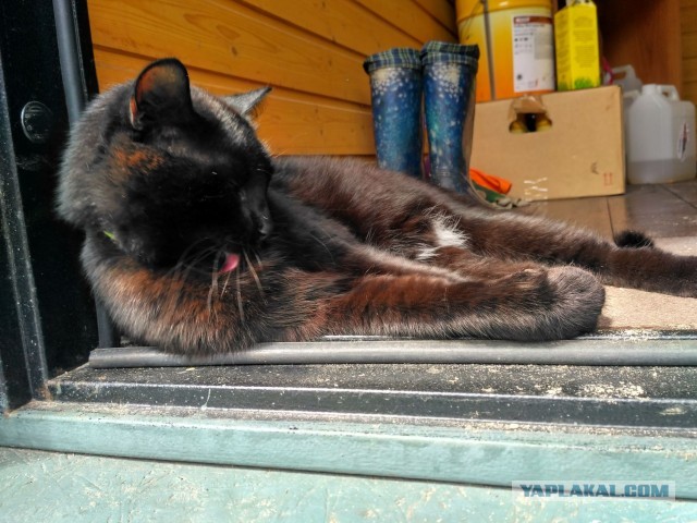 Дом мой. Кот не мой: 15 случаев, когда коты нагло вламывались в чужие дома