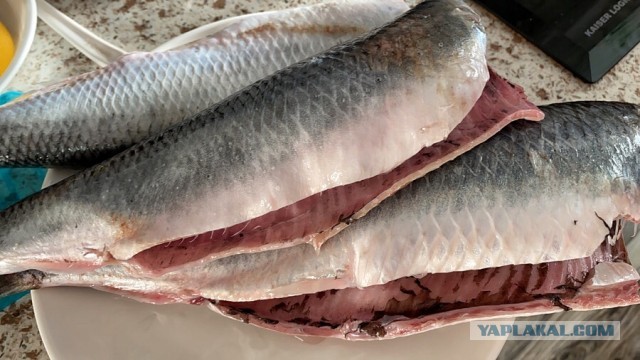 Посиделки под селёдку