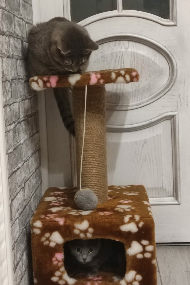 Котовторнику посвящается
