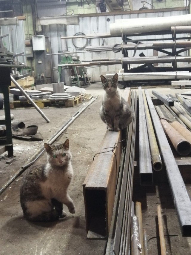 Заводские коты