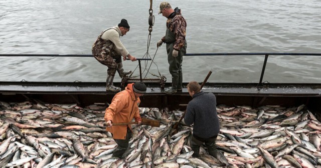 В Норвегии Александр поймал 35 русских лососей, которые могут стать угрозой для норвежских нерестовых рек
