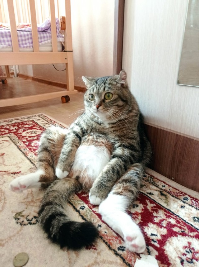 Кот Василий