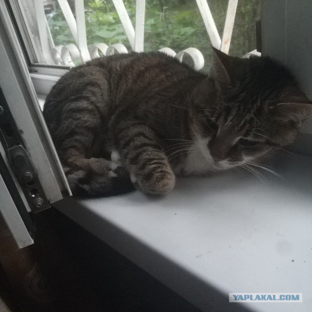 Котовторник. Поговорим о кличках, друзья