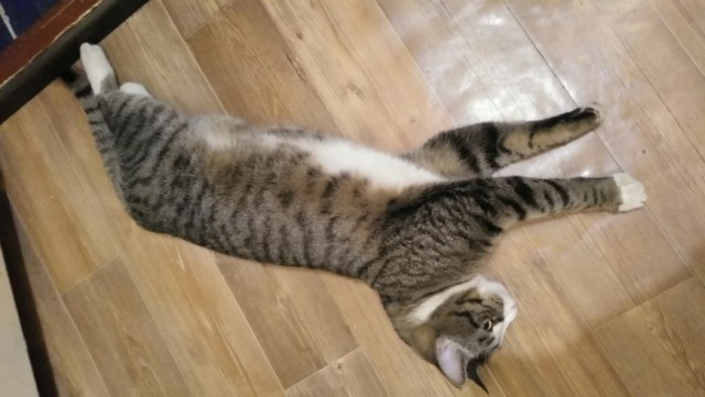 Котовторник