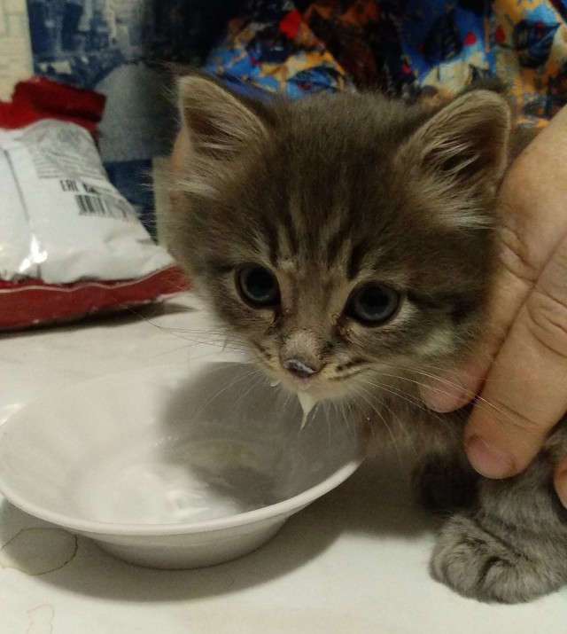 Господа и дамы ЯПа! Котовторник у нас начался! Отойдите от политоты и давайте котиков побольше!