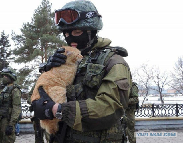 Российским кошкам запретили участвовать в международных соревнованиях