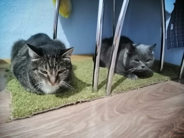 А ваши котейки че счас делают?