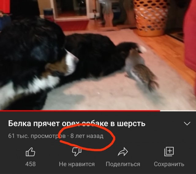 Белка пытается спрятать орех в собаке