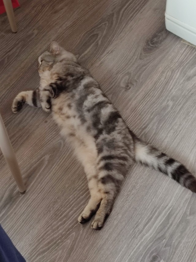 Котомафия