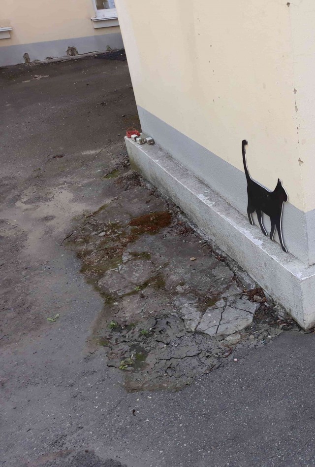 И снова день кошачий!