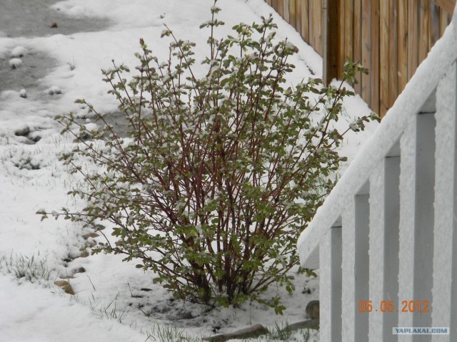 Это Калгари,сынок.