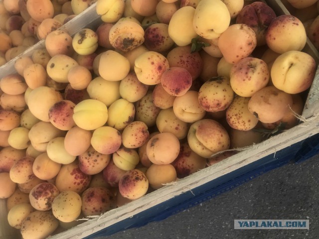 Новая схема развода отдыхающих в Сочи