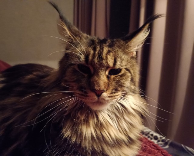 Кошка