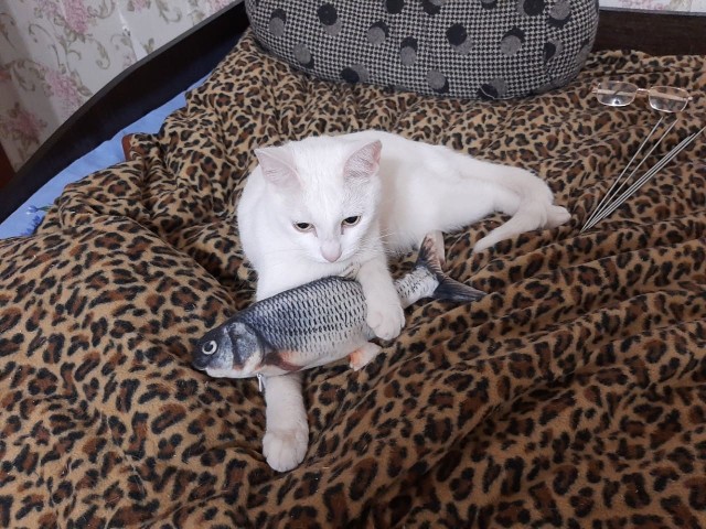 Шерстяной котовторник. Октябрь 2022