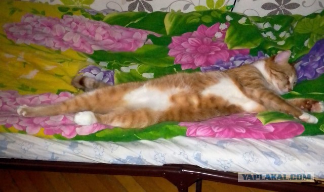 Котодракула