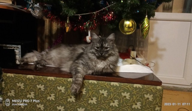 Начинаем котовторник.