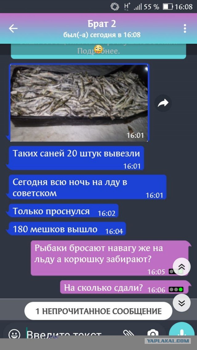 Как клюёт навага, подводная съёмка