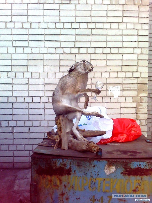 Заяц