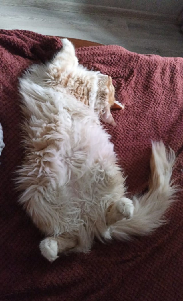 Кошка