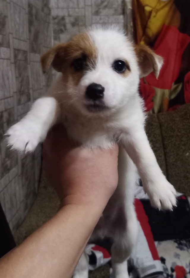 Собакам Япа