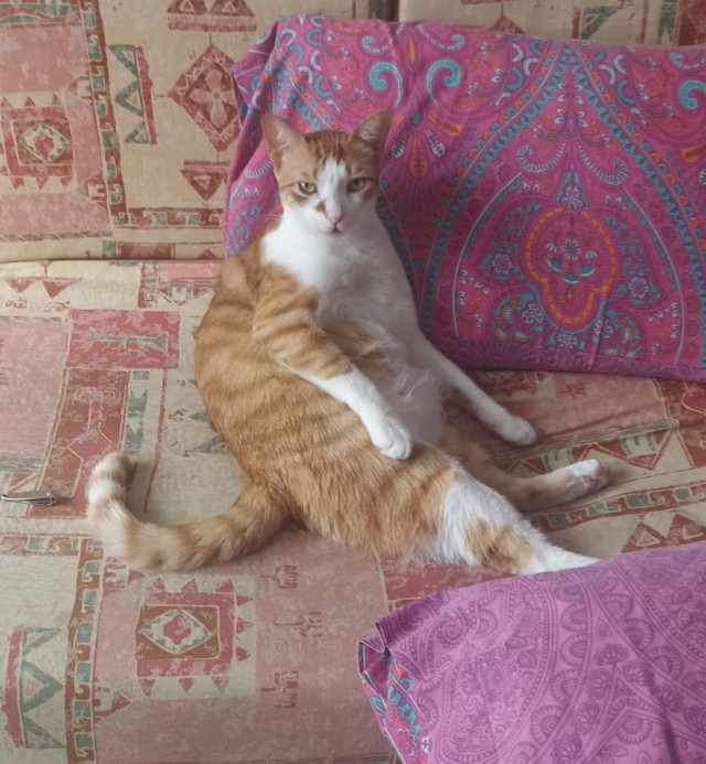 Вот и мы теперь кошкорабы