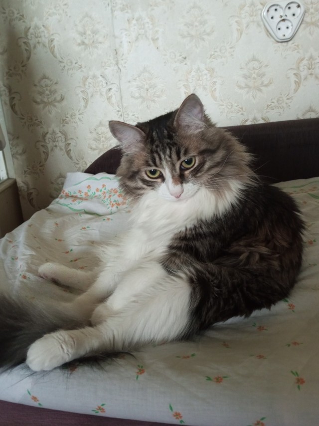 Ко-шко-втор-ник!