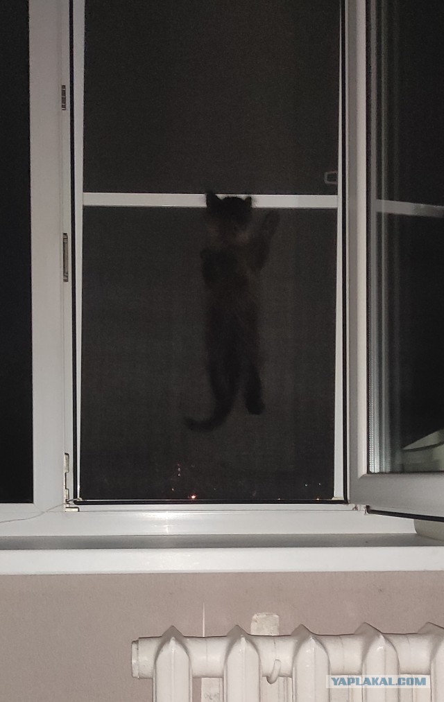 Коротко о сне с котом