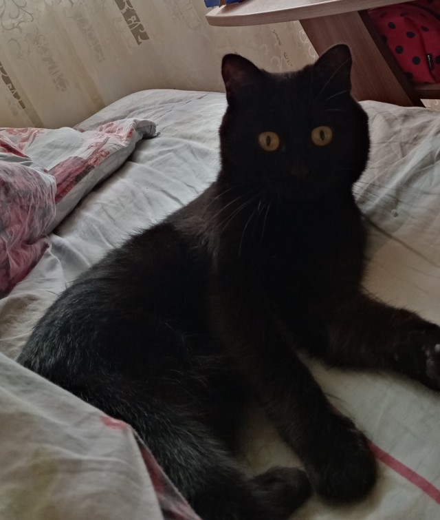 К котовторнику, 17 лет стукнуло меховому