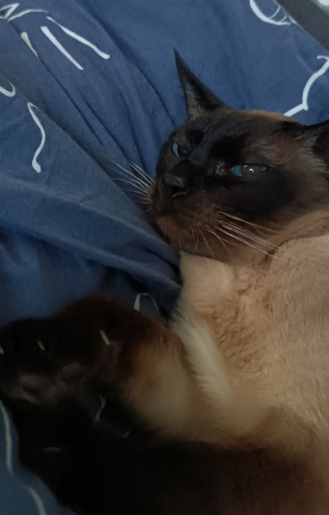 Котейка