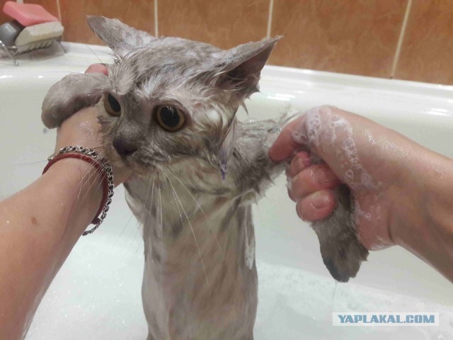 Для ценителей тонких, длинных и стройных кошек