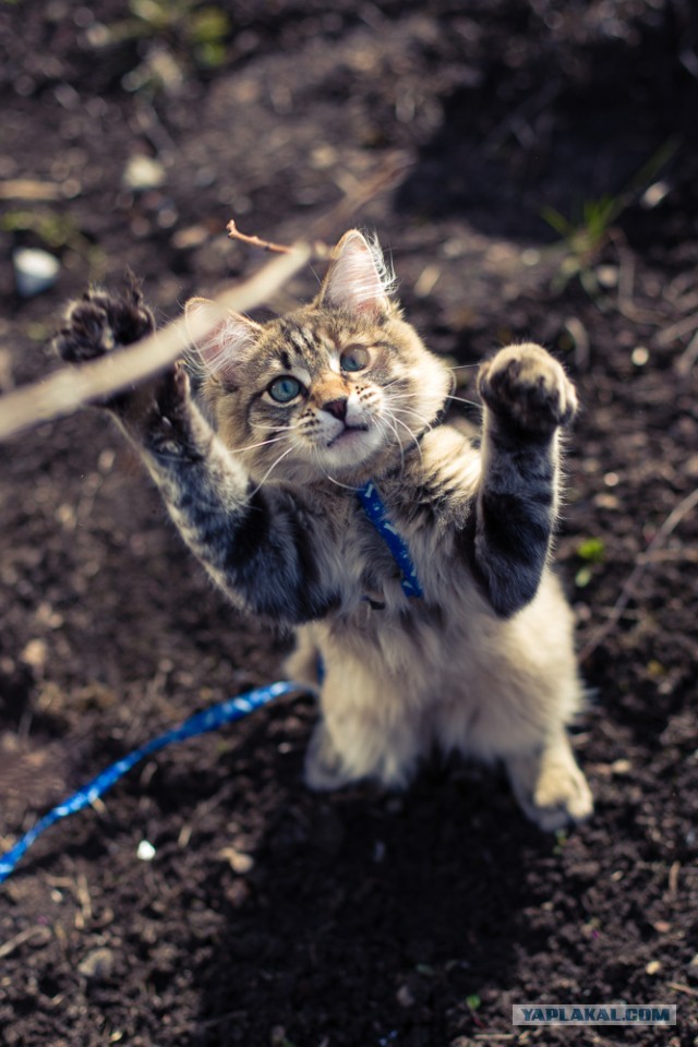 Котовторник 30.04.2013