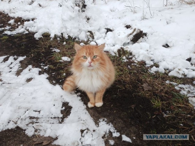 Жизнь домашнего приюта для котеек 484