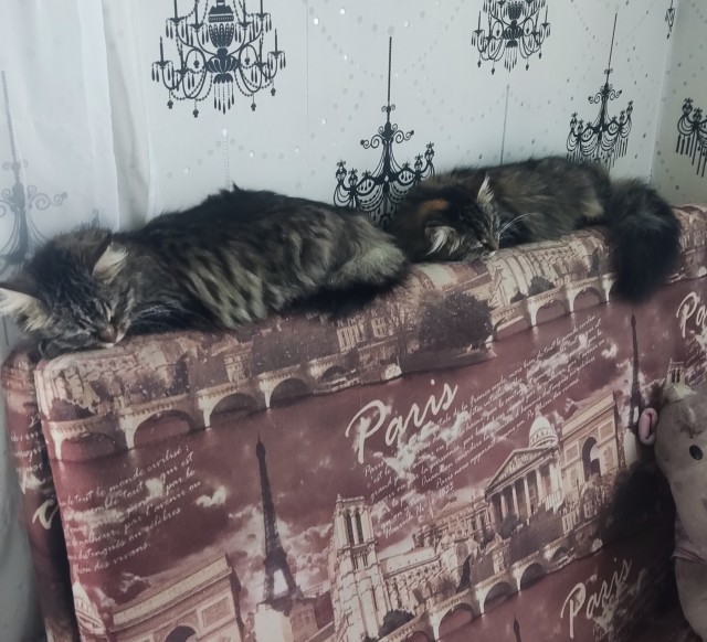 Мех и слезы