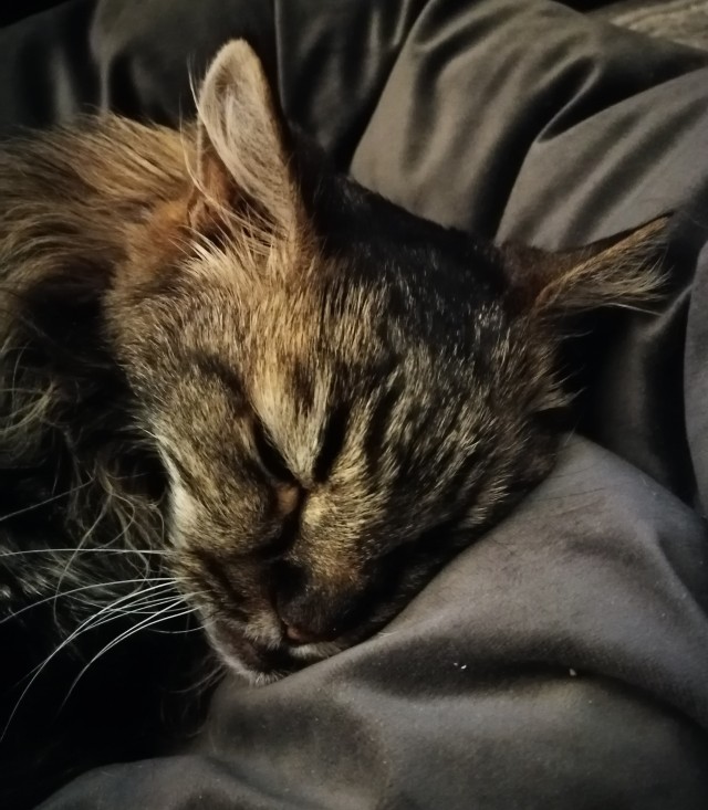 Котовторник 09.04.24