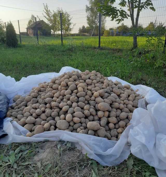 А какая у вас картошка?