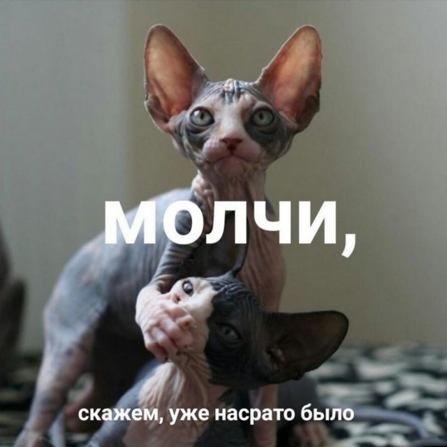 Котэ, совэ и все-все-все