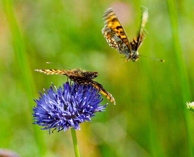 Немного летнего макро