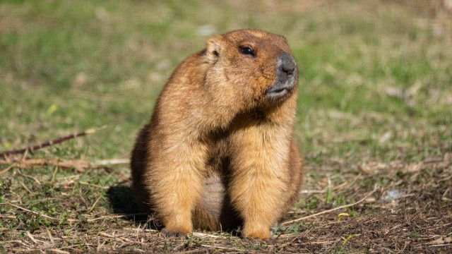 Просто степной сурок, который проснулся в Московском зоопарке после спячки