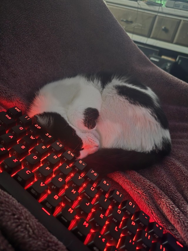 Мой лучший друг — котейка, найденный в лесу