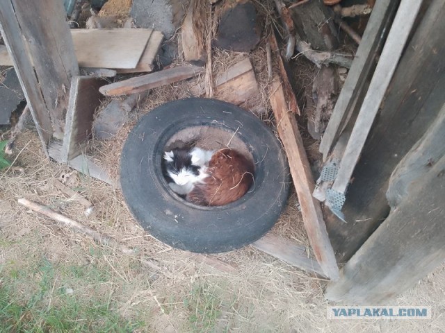 Жизнь домашнего приюта для котеек 547