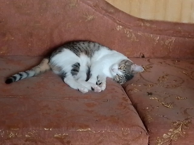 Ушла на радугу сегодня моя лучшая подруга Буся (Бусинка).