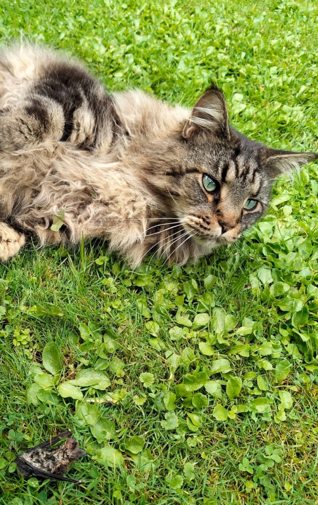 Поймал Бетмена!