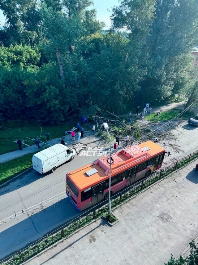 Упавшее дерево придавило людей на остановке в Новосибирске. Пострадали 3 человека.