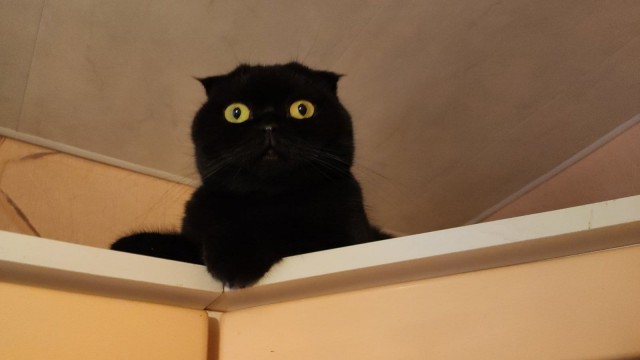 Вторник - котовторник