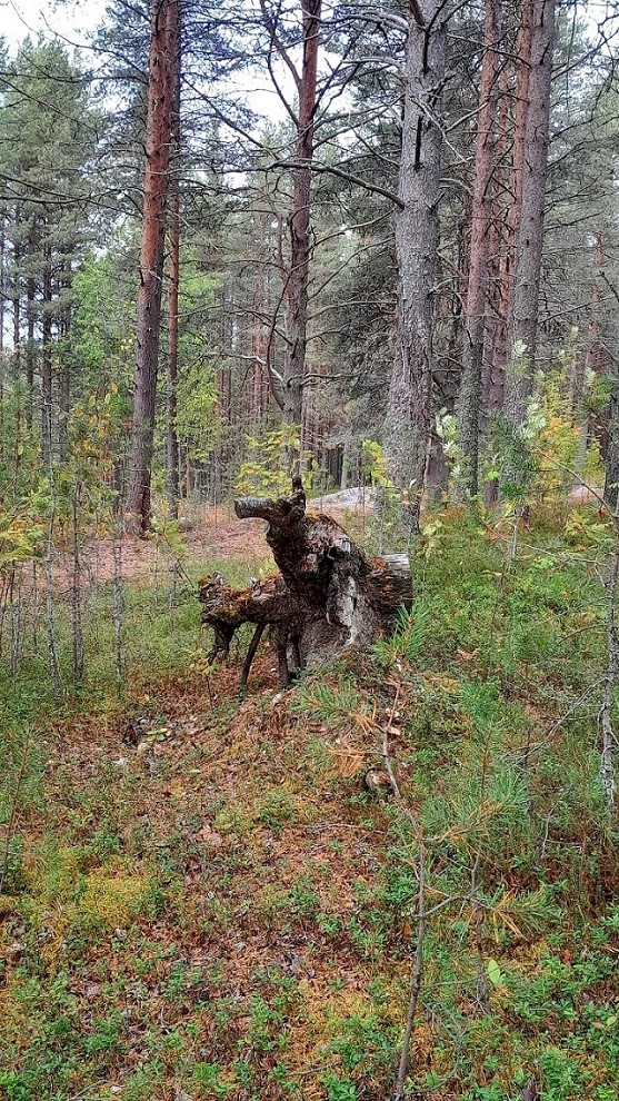Скульптура, созданная природой.