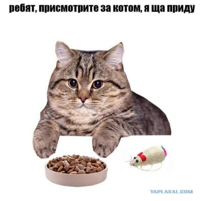 Веселые картинки в маленькую пятницу (24.09)