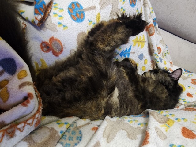 К котовторнику