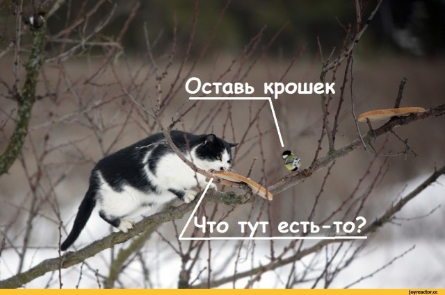 Не забывайте про наших малых пернатых друзей