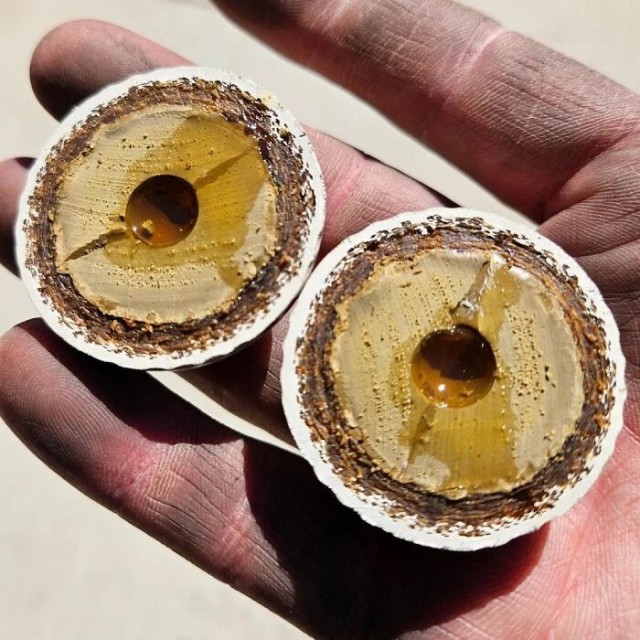 Вещи в разрезе покажут,как они устроены изнутри