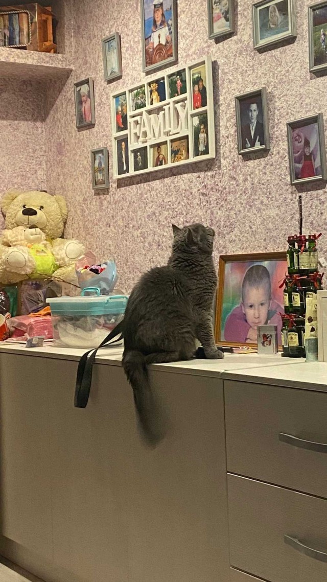 Котов вторник